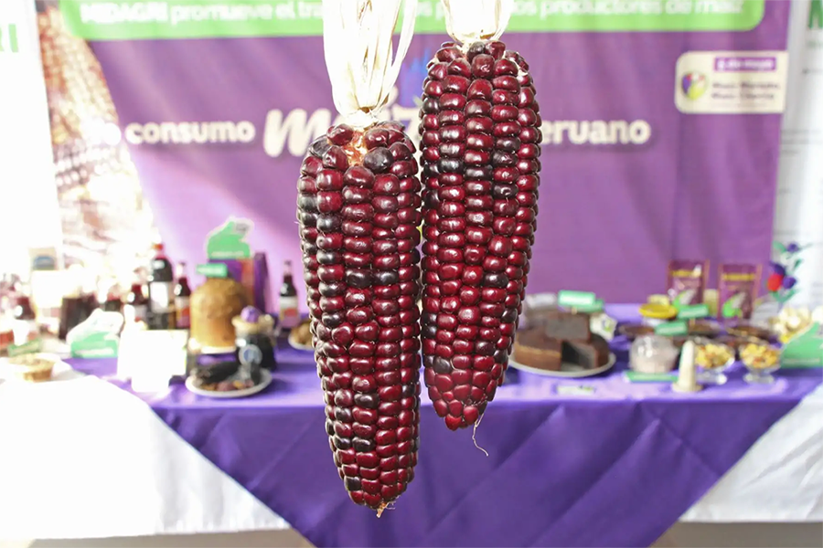 Supermaíz morado de INIA sorprende con sus grandes propiedades